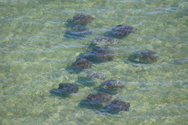 Massenauflauf von Rochen in der Shark Bay