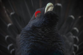 Auerhahn Portrait - Schweiz (2022)