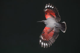 Mauerläufer im Flug - Schweiz (2023)