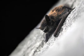 Alpenfledermaus - Schweiz (2022)