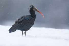 Waldrapp im Schnee - Schweiz (2024)