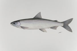 Albeli / Coregonus muelleri (2023) - Aquarellillustration