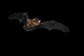 Kleiner Abendsegler im Flug - Schweiz (2025)