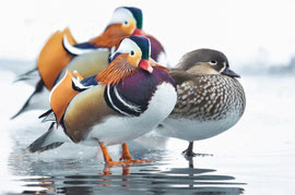 Mandarinenten auf Eis - Schweiz (2018)
