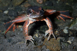 Italienischer Springfrosch unterwasser - Schweiz (2020)