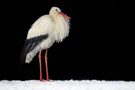 Weissstorch im Schnee - Schweiz (2023)