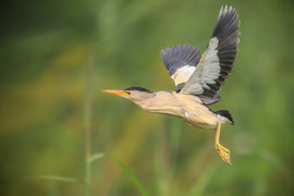Zwergdommel im Flug - Schweiz (2023)