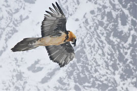 Bartgeier in den Alpen - Schweiz (2015)