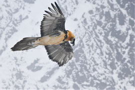 Bartgeier in den Alpen - Schweiz (2015)