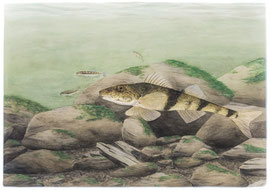 Roi du Doubs / Apron im Habitat (2023) - Aquarellillustration