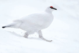 Alpenschneehuhn - Schweiz (2020)