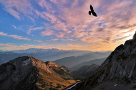 Alpendohle im Sonnenuntergang - Schweiz (2020)