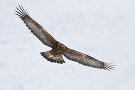 Steinadler im Flug - Schweiz (2018)