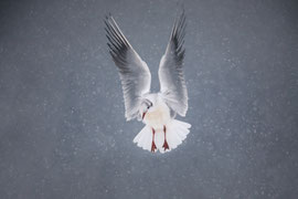 Lachmöwe im Schneegestöber - Schweiz (2021)