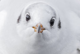 Lachmöwe im Portrait - Schweiz (2016)