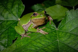 Italienischer Laubfrosch - Schweiz (2019)