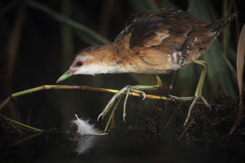 Kleines Sumpfhuhn Weibchen - Schweiz (2020)