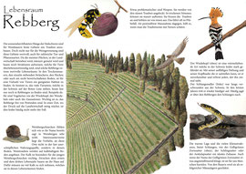 Lebensraum Rebberg (2022) - Infografik - Tusche & Aquarell (Digitales Layout)