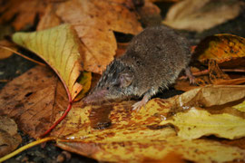 Hausspitzmaus im nassen Herbstlaub - Schweiz (2018)