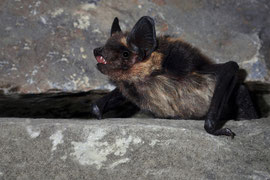 Nordfledermaus - Schweiz (2022)