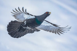 Auerhahn im Flug- Schweiz (2022)