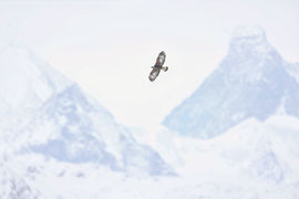 Steinadler vor dem Matterhorn - Schweiz (2021)