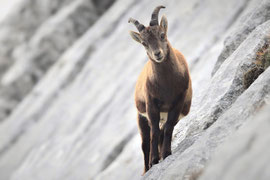 Alpensteinbock in Felswand - Schweiz (2020)