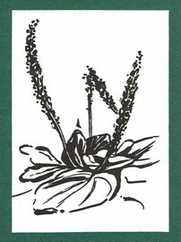 "Wegerich", 1974, Zweifarbige Zinkätzung (14,8 x 10,5 cm) Kopie