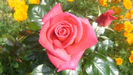 Une rose
