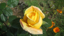 Une de nos roses