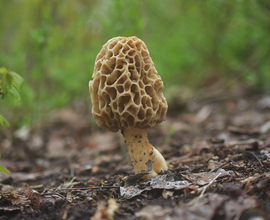 Morchella americana 