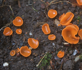 Grote oranje bekerzwam 