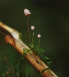 Varenmycena 