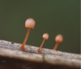 Varenmycena 