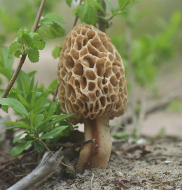 Morchella americana 