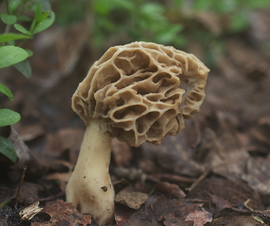 Morchella americana 