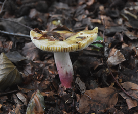 Paarsstelige pastelrussula 