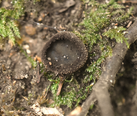 Plicariella scabrosa 