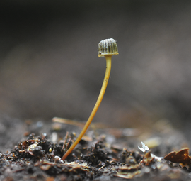 Tonnetjesmycena 