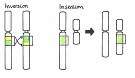 Was sind Chromosomenanomalien? - Bio einfach erklärt