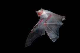 Albino Zwergfledermaus - Schweiz (2022)
