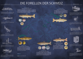 Vielfalt der Schweizer Forellen (2023) - Infografik - Aquarell / Digitalillustrationen 