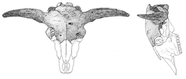 Fundzeichnung und Rekonstruktion eines Steppenbison Schädels (2023) - Tuschillustration