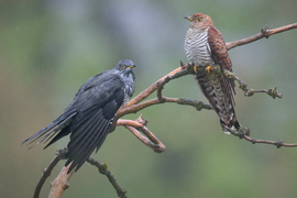 Kuckuck Männchen und Weibchen in roter Morphe - Schweiz (2021)