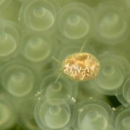 Eine Wassermilbe (Hygrobates fluviatilis) wartet auf den Eiern des Flussbarsches auf eine günstige Fressgelegenheit. © Robert Hansen