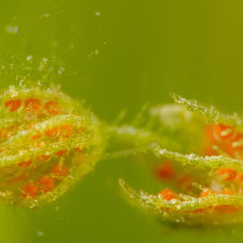 Die orangen Kügelchen der Rauen Armleuchteralge (Chara aspera) sind Sexualorgane der Pflanze. © Robert Hansen
