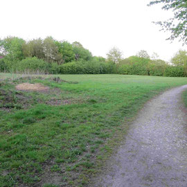 Die Wiese