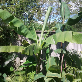 musa basjoo