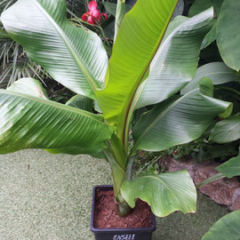 Ensete vertricosum