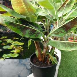 musa dwarf cavendich